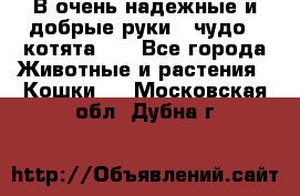 В очень надежные и добрые руки - чудо - котята!!! - Все города Животные и растения » Кошки   . Московская обл.,Дубна г.